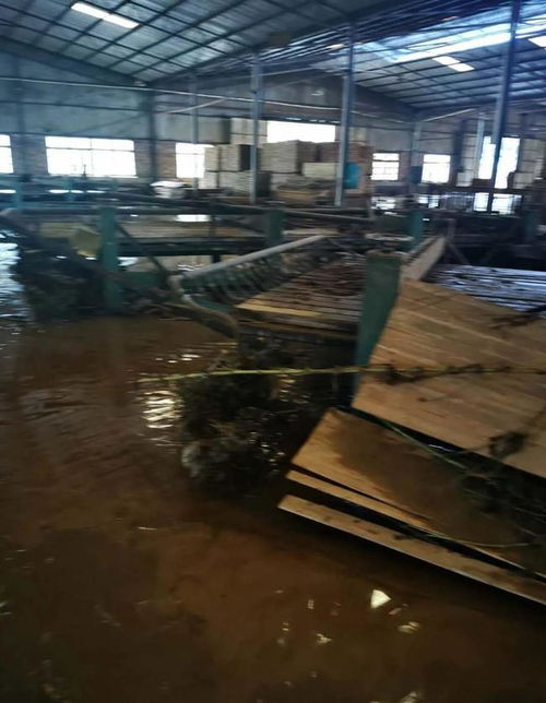 百色某木业损失千万,近300工人面临失业,农田农作物损失惨重