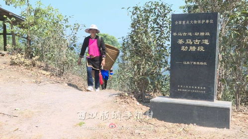 勐腊 天气干旱 普洱春茶推迟上市