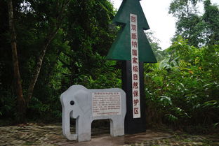 西双版纳勐腊南腊河望天树