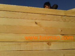 俄罗斯进口无节樟子松木材,优质桦木宽板等木板材,俄罗斯进口无节樟子松木材,优质桦木宽板等木板材生产厂家,俄罗斯进口无节樟子松木材,优质桦木宽板等木板材价格