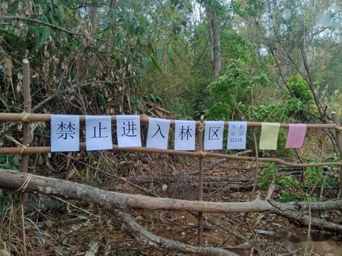 勐腊县森林公安局各乡镇警务站积极开展守林护林工作